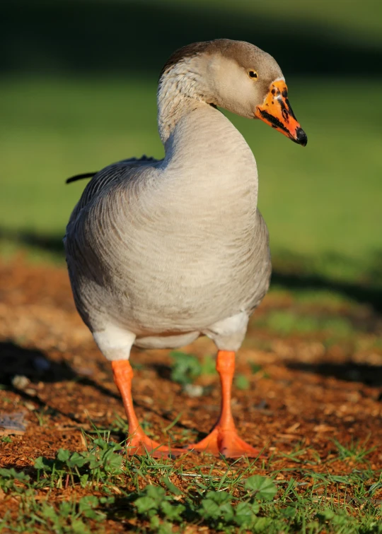 a goose is standing on the ground in the sun