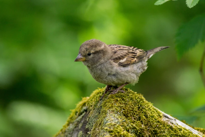 small bird on mossy tree nch looking to its left