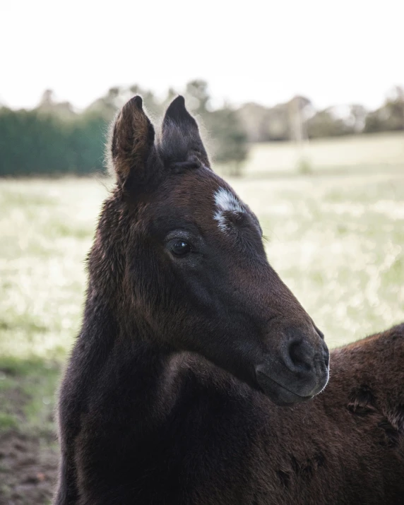 two young horses stand next to each other