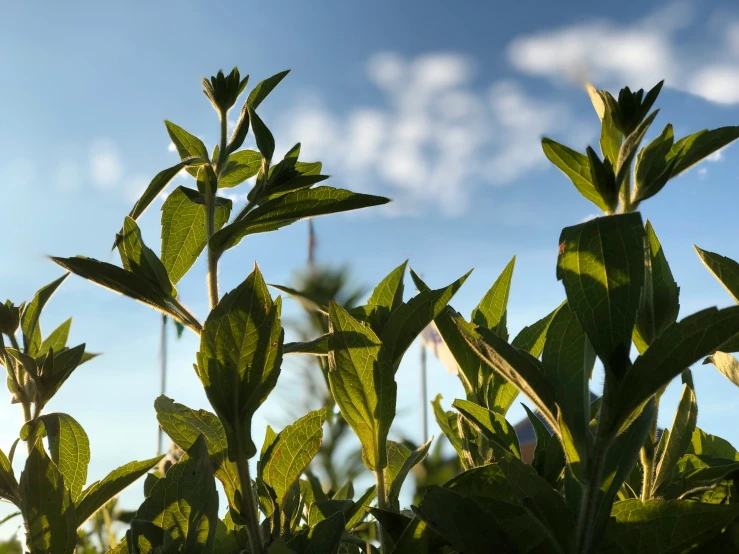 there is green plant with leaves on it