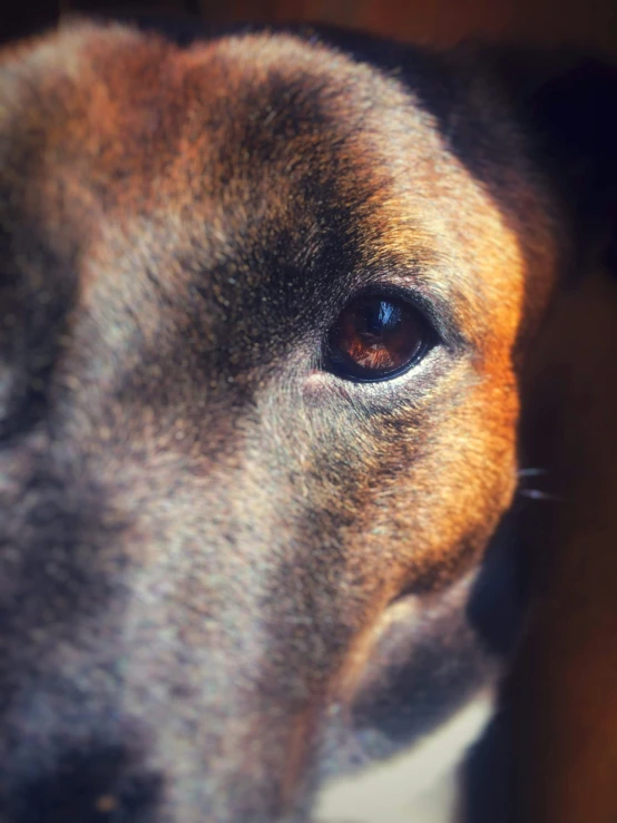 the eye of a dog stares toward a person's perspective
