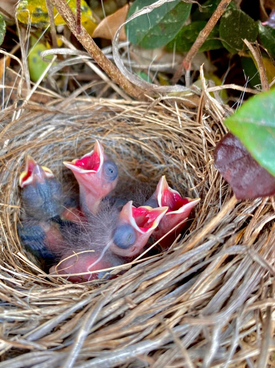 small blue birds sit in a nest on the ground