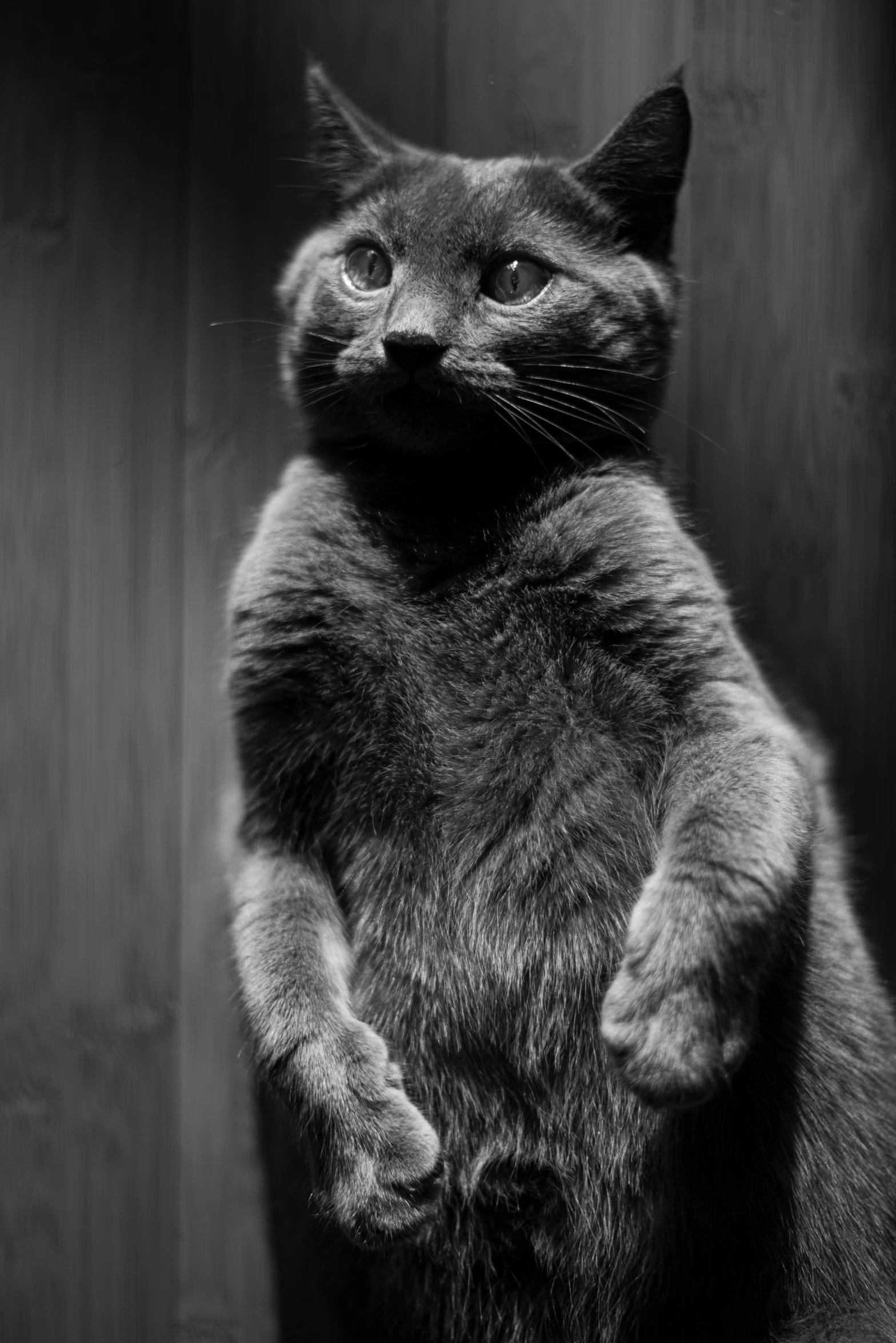 a small black cat sitting and standing with its paws folded up