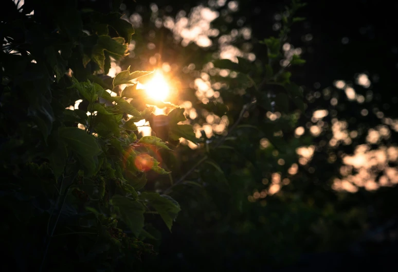 a green leafy tree with the sun shining through it