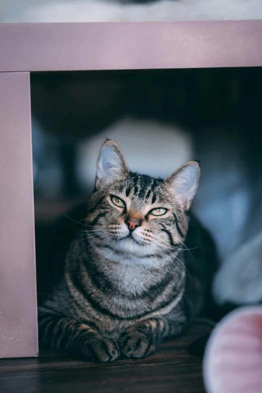 a cat looks out from behind a shelf