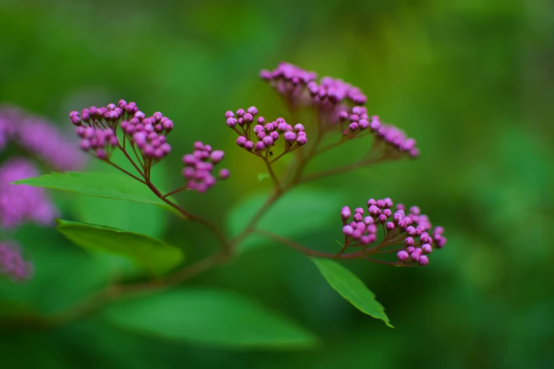 some small pink flowers in a large green field