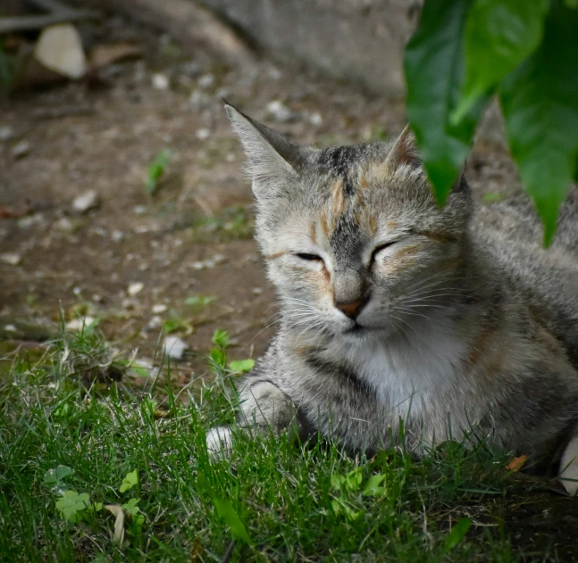 a gray and orange tabby cat with its eyes closed resting on the ground