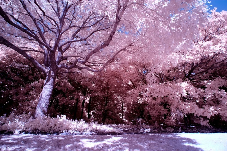 a tree that is on a sunny day