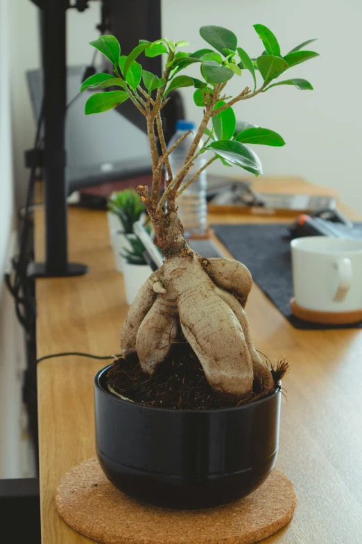 the bonsai tree is set up in a round pot on a wooden desk