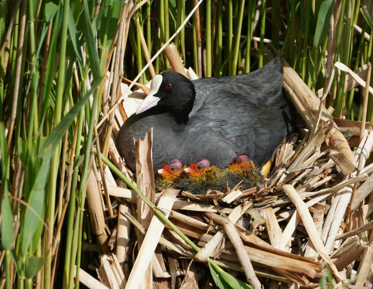 a black bird on the nest in the middle of a corn field