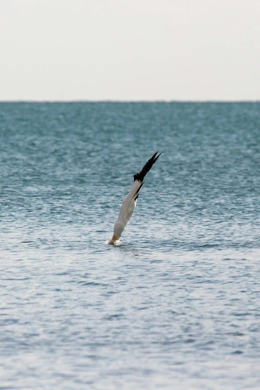 an image of seagulls in the water with one flying above