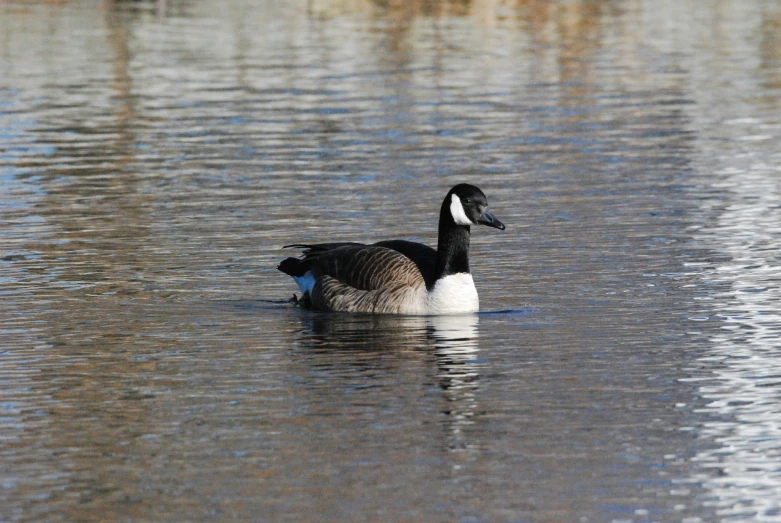 a black and white duck in the water