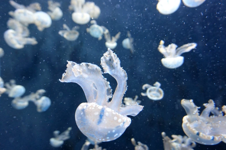 a group of squids swimming under water in the ocean