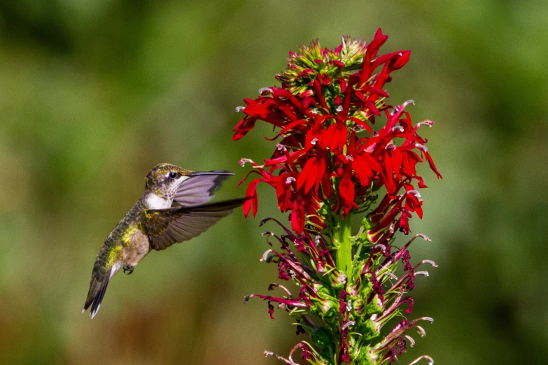 a hummingbird flying to the red flower on the green plant