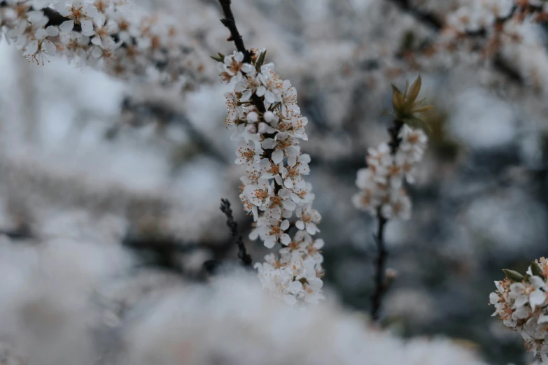 nches are full of flowers and buds in the winter