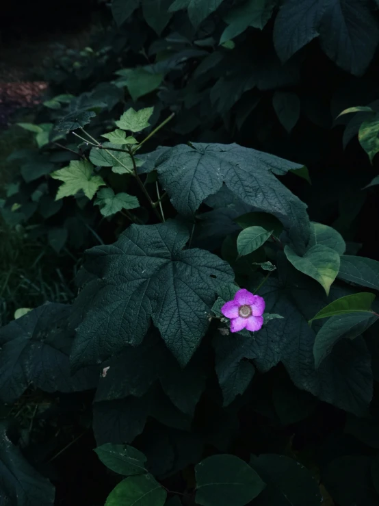 an purple flower is blooming out from the center of green leaves