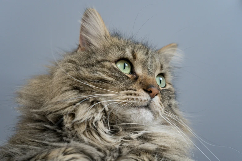 a fluffy, gray and white cat stares intently at the sky