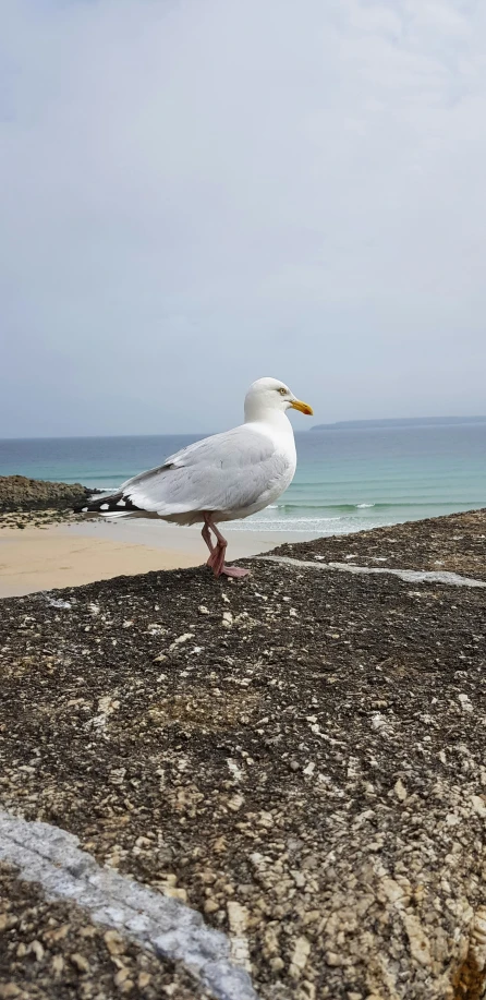 a white bird on the shore of a beach