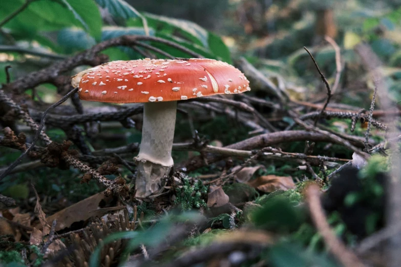 small mushroom in the middle of a forest