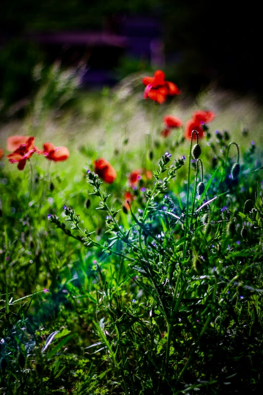 an image of red flowers in the green grass