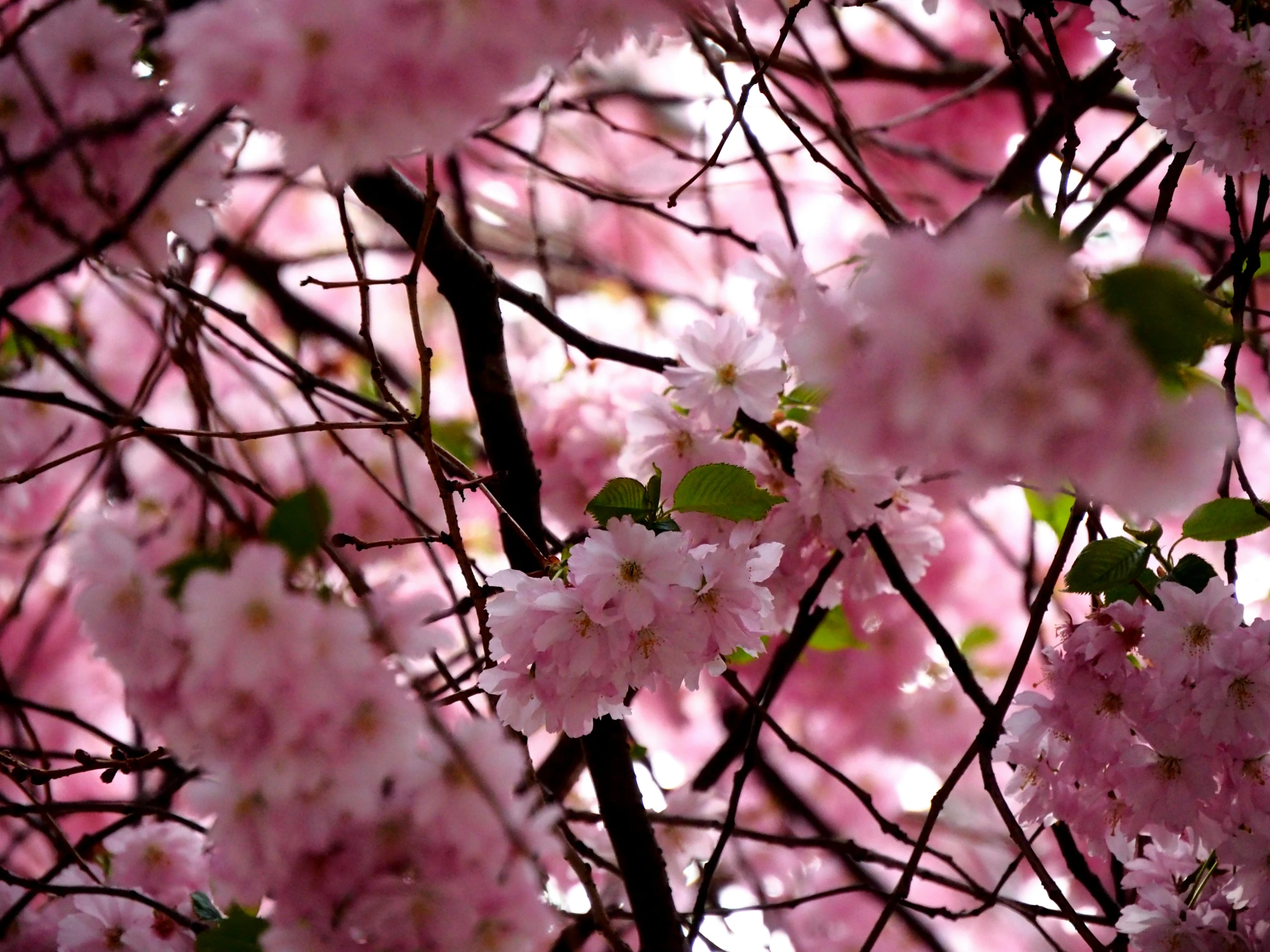 a tree is full of pink flowers