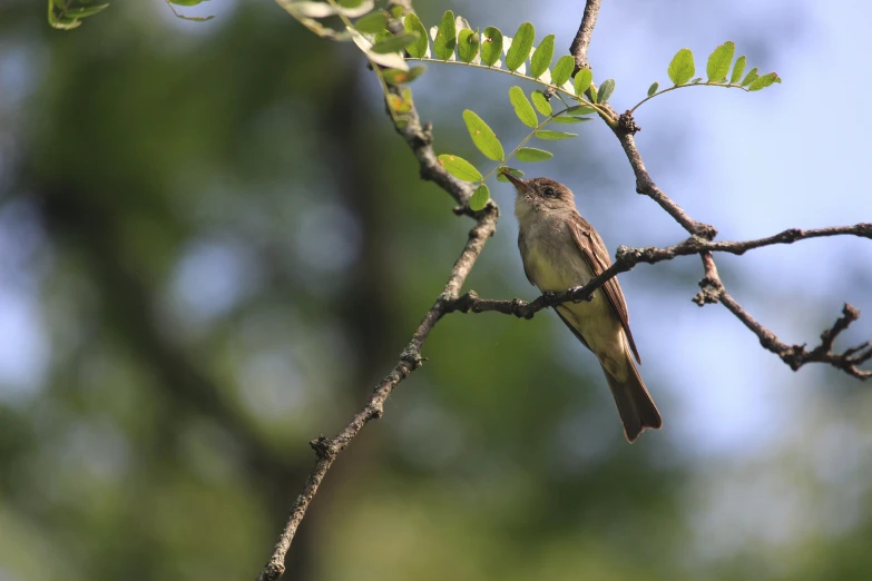 the small bird is sitting in the tree nch