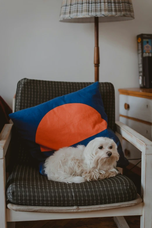 a white dog laying on top of a cushion next to a lamp