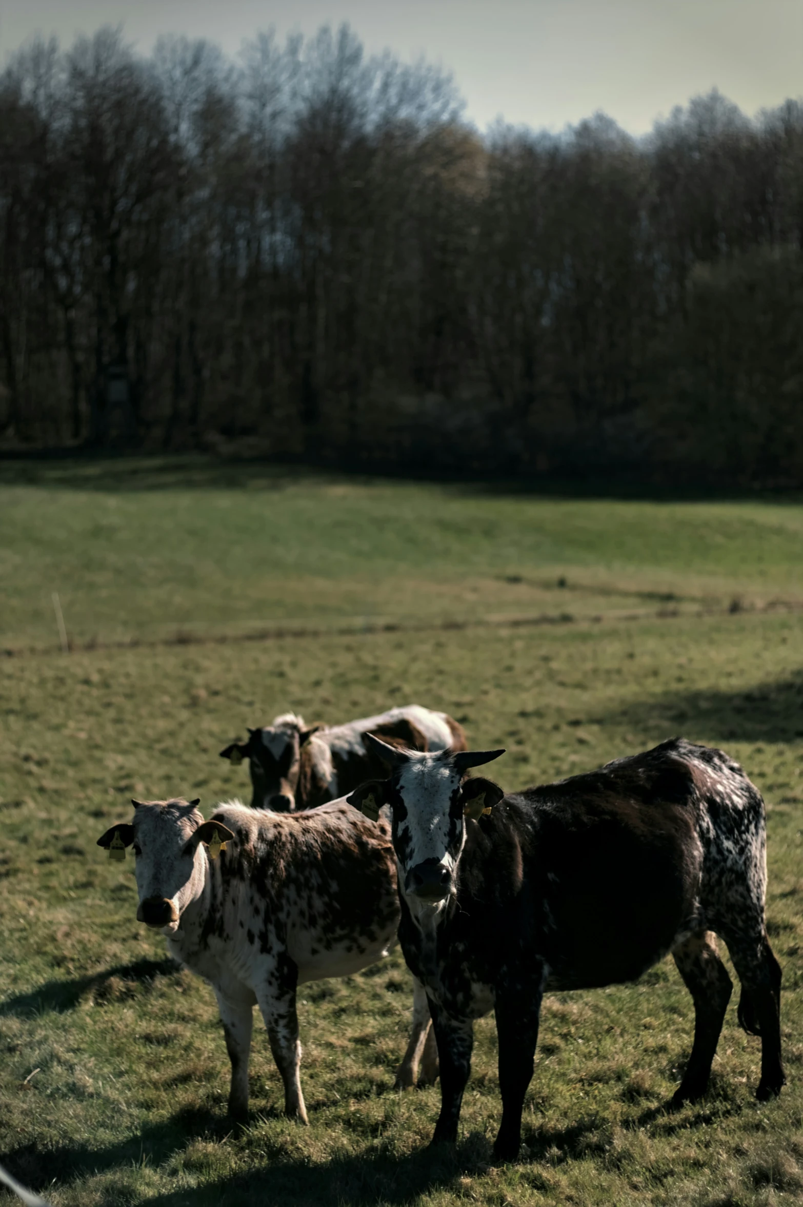 a group of cows in an open pasture