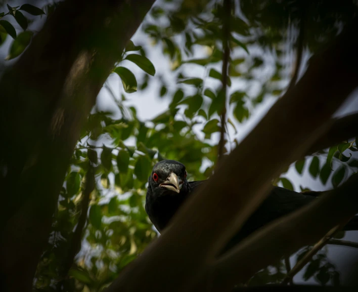 a large black bird in a tree with red eyes