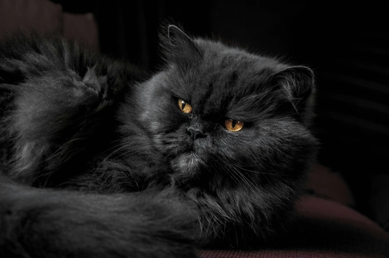 a black cat sitting next to a red cushion