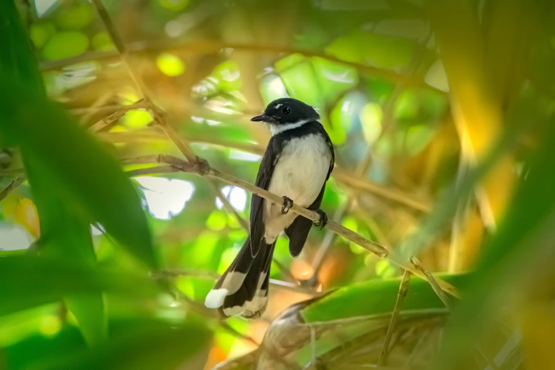 a bird that is sitting on a tree nch