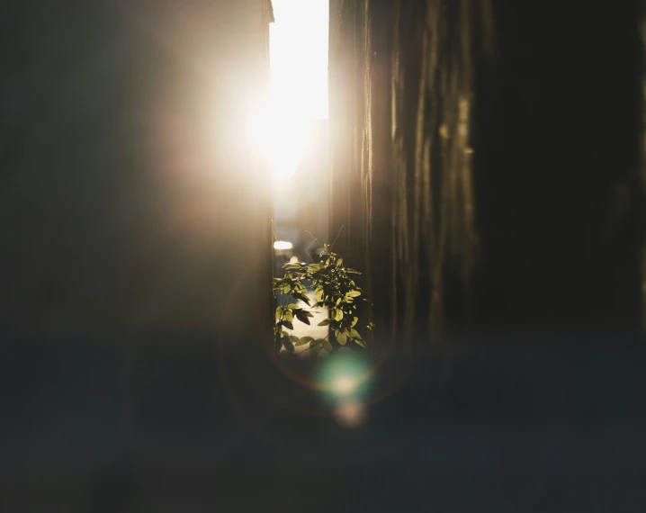 a sun shines through a window behind a tree