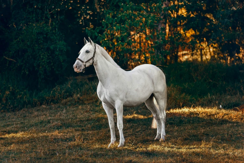 a white horse with a blonde mane stands on some grass