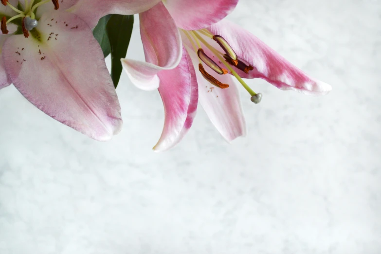 pink flowers, with green stems in water