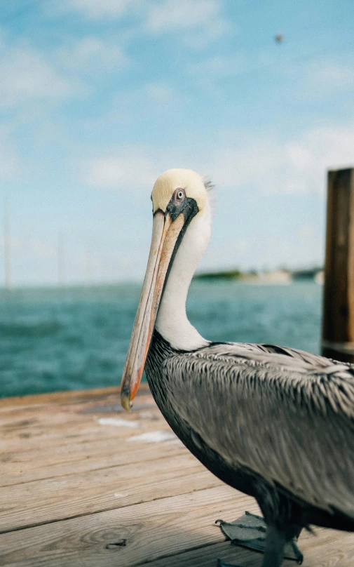 pelican on pier looking at camera with water in background