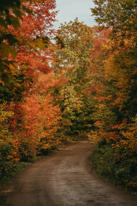 this is an empty trail with colorful trees on both sides