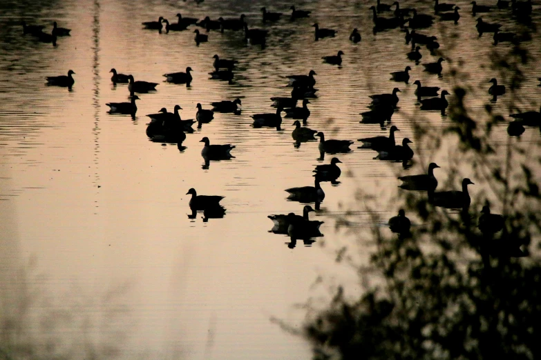 several ducks swim in water near one another