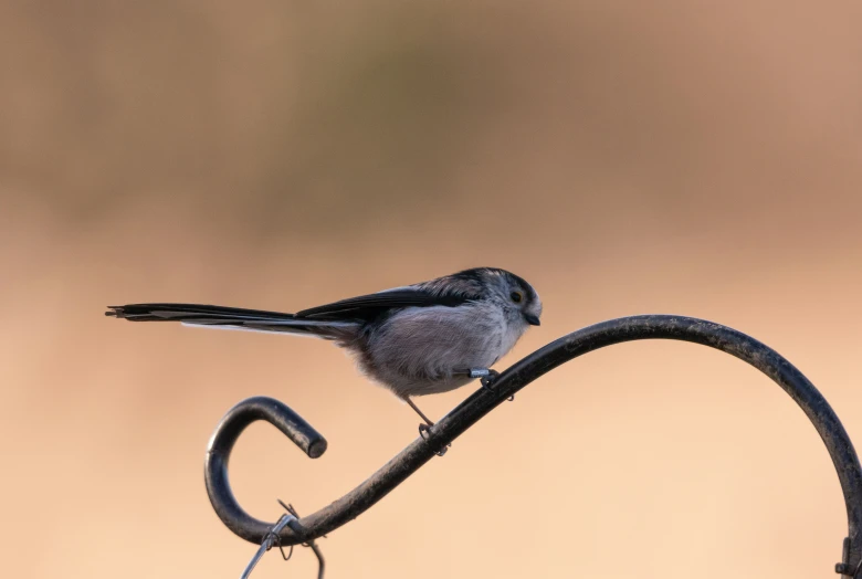 a small bird sits on a nch outside