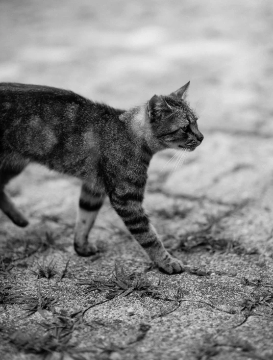 a cat walking on a sidewalk in black and white