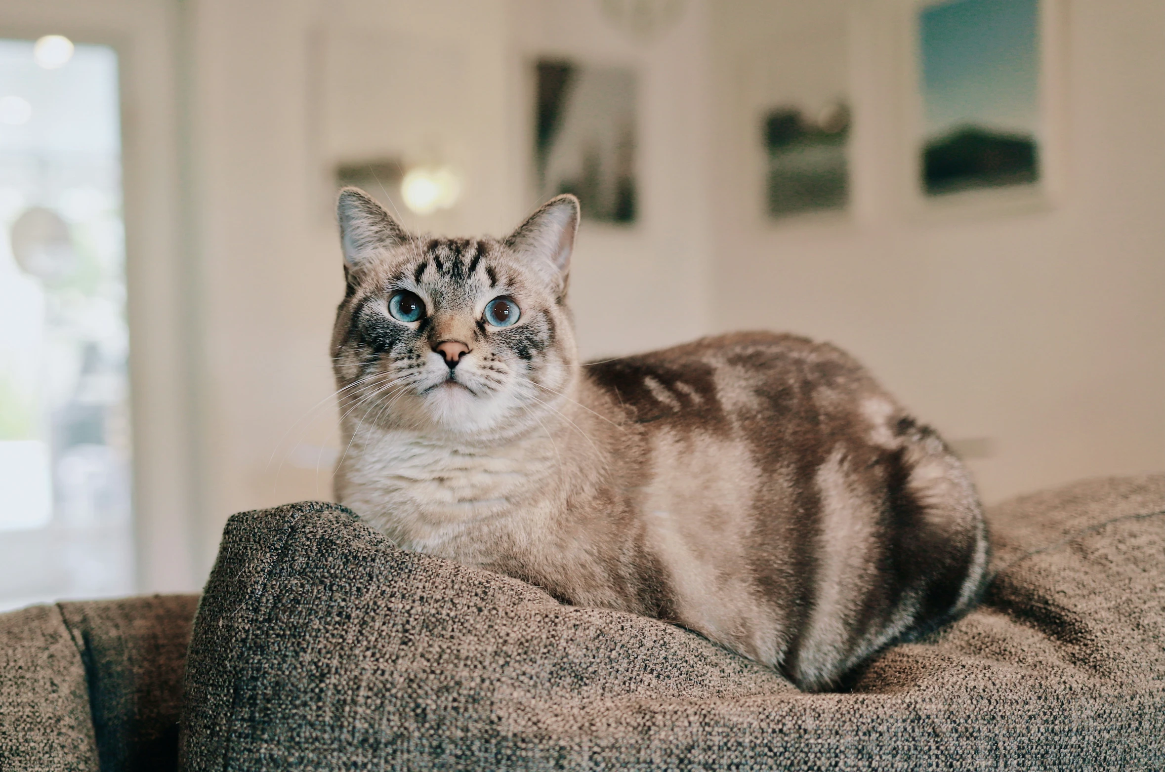 a gray and black cat laying on top of a sofa