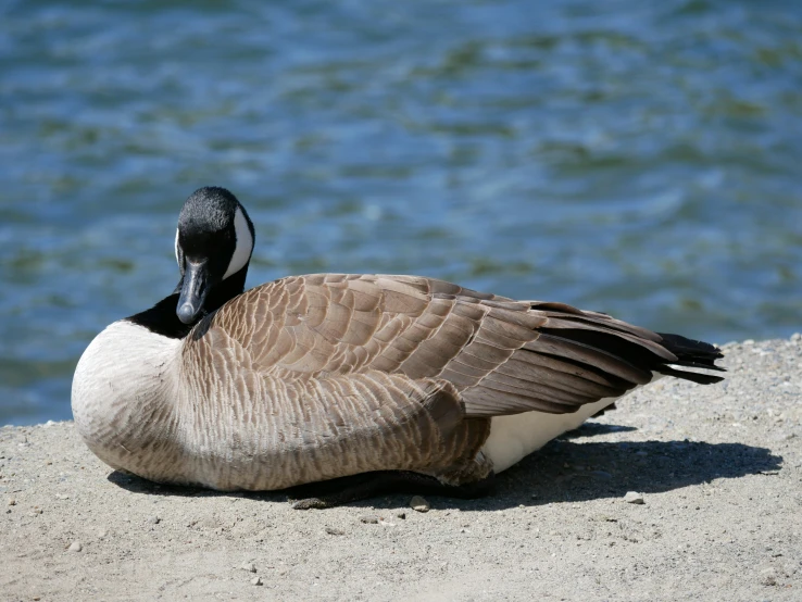 a bird sitting on the sand by the water