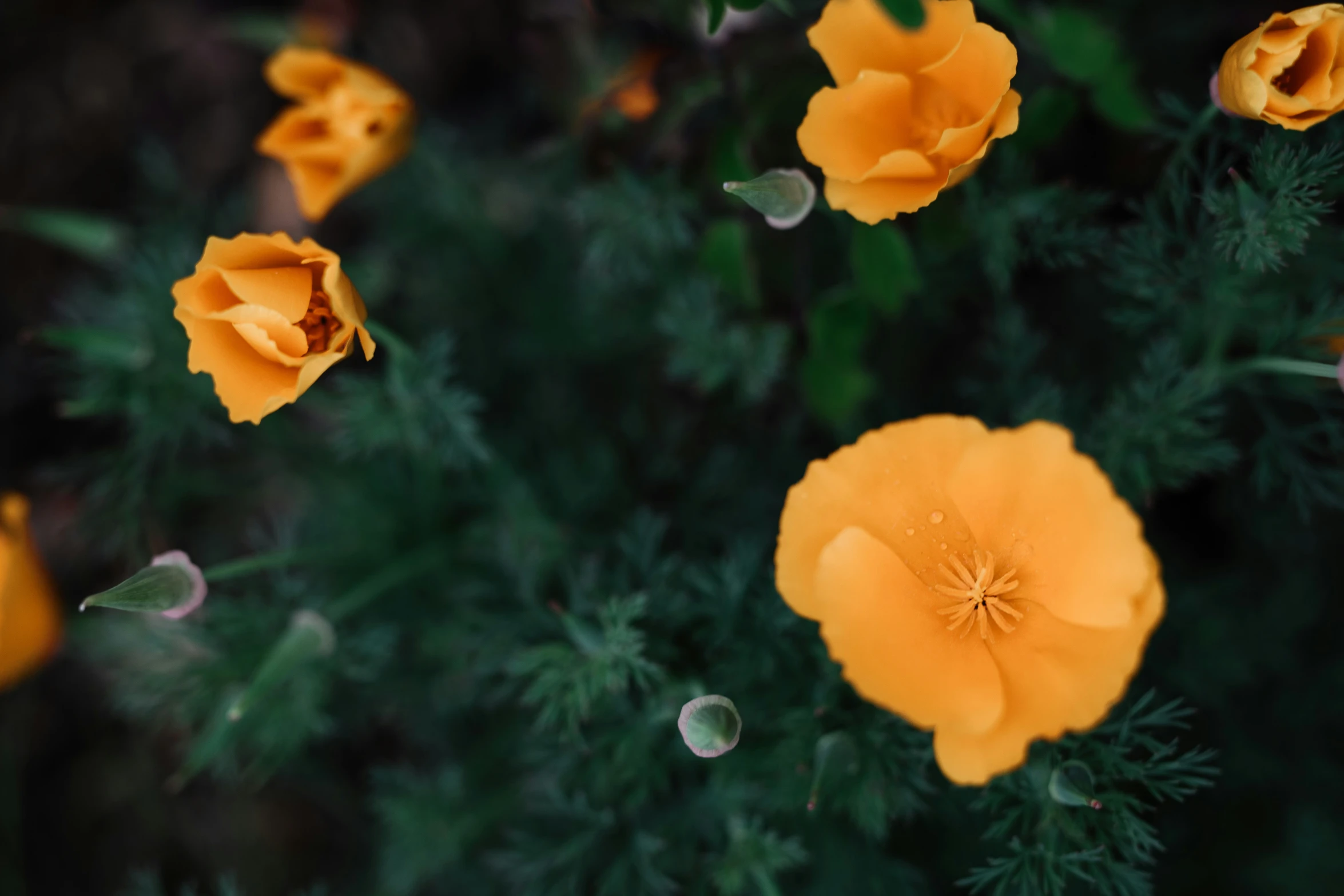 there are many yellow flowers on the plants