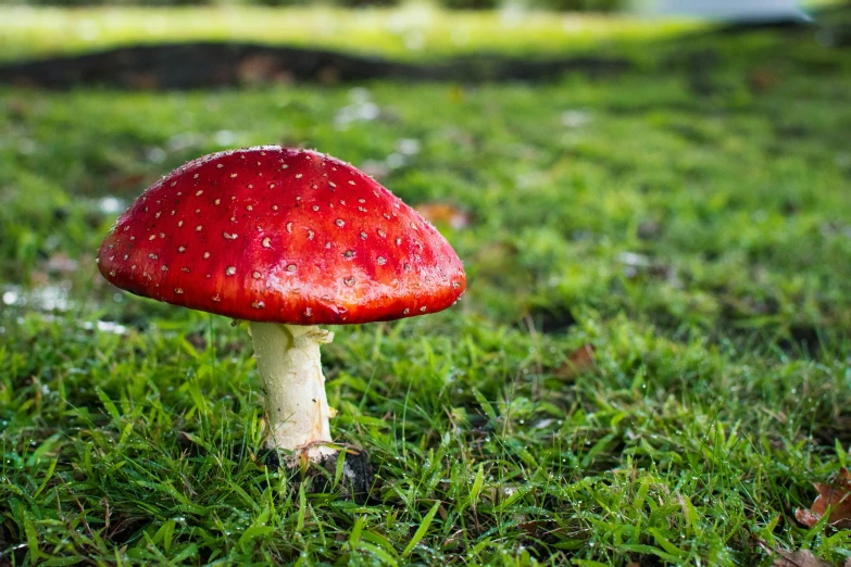 a very pretty mushroom that is in the grass