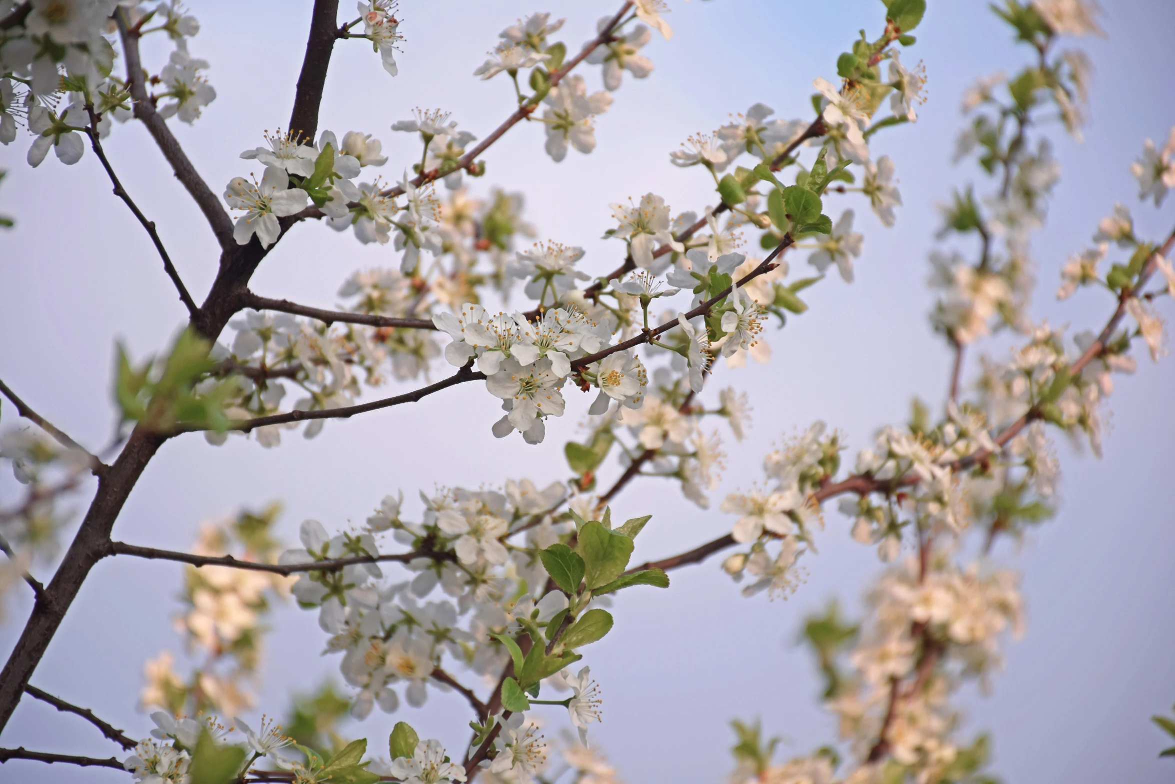 a bush with white flowers against the blue sky