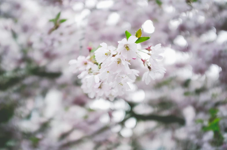 some white and pink flowers on a tree