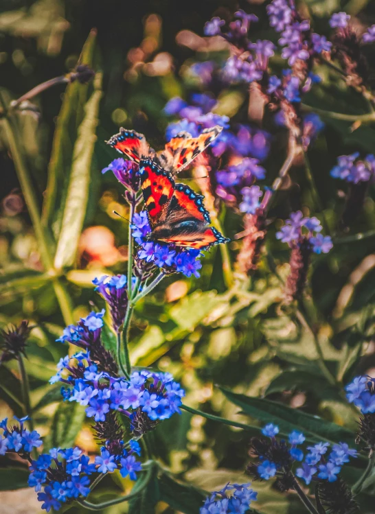 the erfly is sitting on the blue flowers