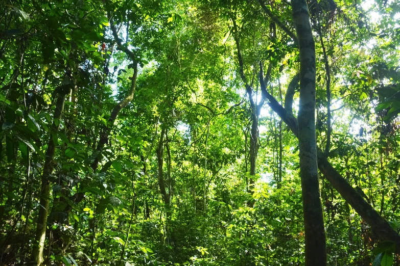 several trees in the middle of a forest