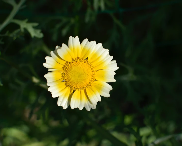 a small white and yellow flower sitting on top of some green leaves