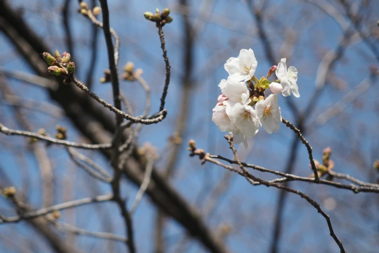 a blossoming apple tree nch is pictured against the blue sky