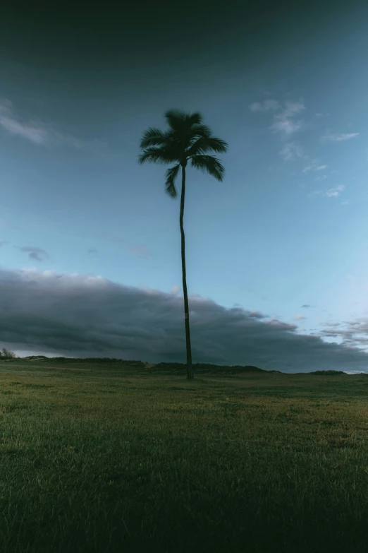 a lone palm tree against the blue cloudy sky